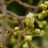 Sapindus emarginatus Vahl